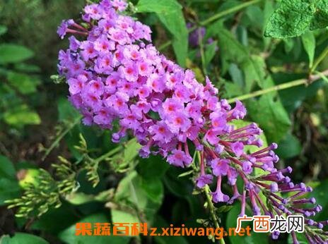 醉鱼草的作用与功效及药用价值