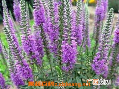 醉鱼草的作用与功效及药用价值