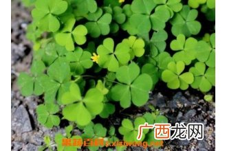 酢浆草有什么功效与作用