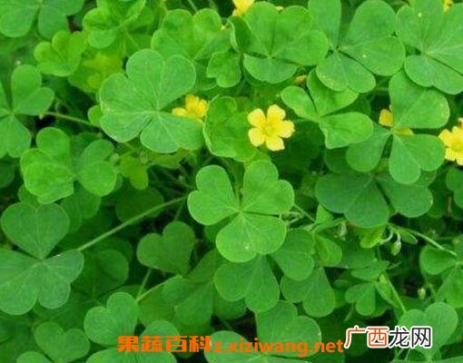 酢浆草有什么功效与作用