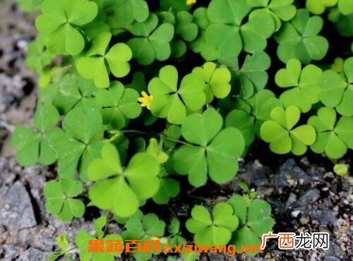 酢浆草有什么功效与作用