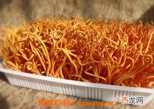虫草花的功效与作用及药用价值