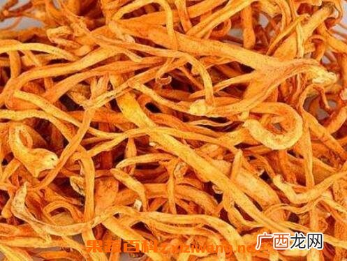 虫草花的功效与作用及药用价值