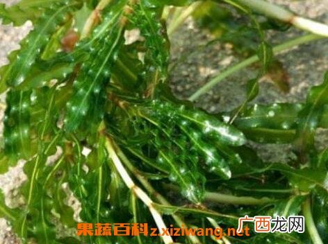 做月子吃苦草的功效 苦草的作用