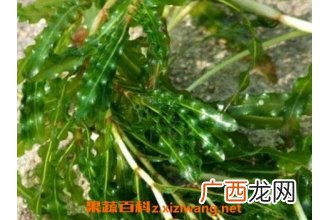 做月子吃苦草的功效 苦草的作用