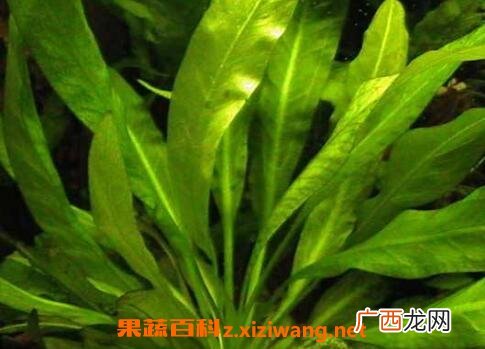 做月子吃苦草的功效 苦草的作用