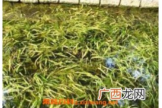 竹叶甘草汤的功效与作用