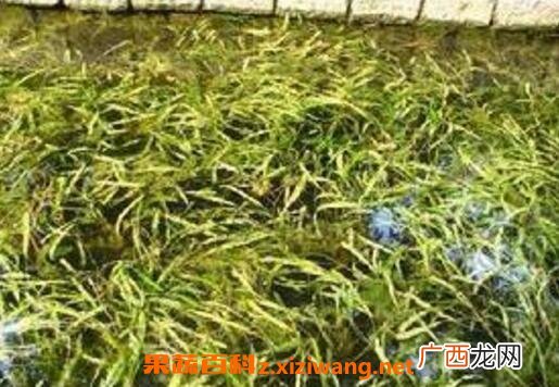 竹叶甘草汤的功效与作用