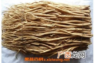 紫皮甘草是什么东西 紫甘草的作用及食用方法