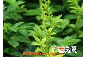 仙鹤草的功效与作用及食用方法