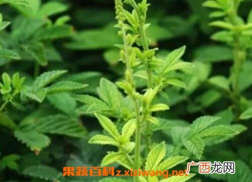 仙鹤草的功效与作用及食用方法