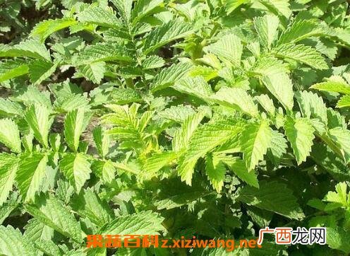仙鹤草的功效与作用及食用方法