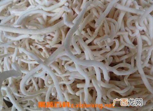 通草的功效与作用及食用方法