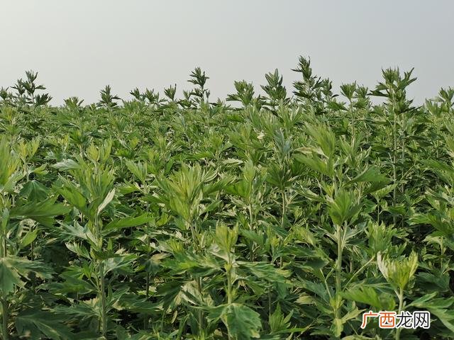艾绒加工厂,艾草加工设备制造厂