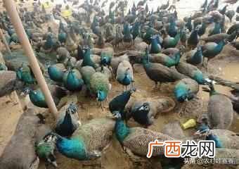 2019最赚钱的13个养殖项目 养什么东西赚钱快