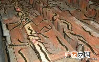 2019最赚钱的13个养殖项目 养什么东西赚钱快