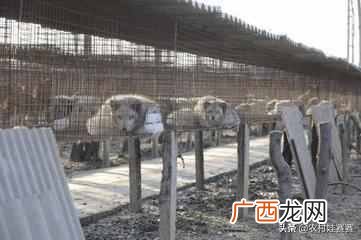 2019最赚钱的13个养殖项目 养什么东西赚钱快