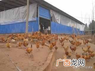 2019最赚钱的13个养殖项目 养什么东西赚钱快