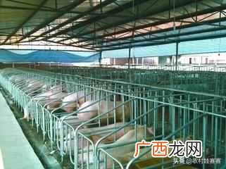 2019最赚钱的13个养殖项目 养什么东西赚钱快