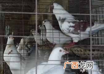 2019最赚钱的13个养殖项目 养什么东西赚钱快