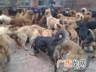 2019最赚钱的13个养殖项目 养什么东西赚钱快