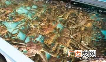 2019最赚钱的13个养殖项目 养什么东西赚钱快