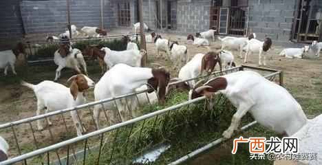 2019最赚钱的13个养殖项目 养什么东西赚钱快