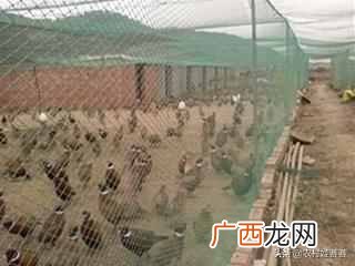2019最赚钱的13个养殖项目 养什么东西赚钱快