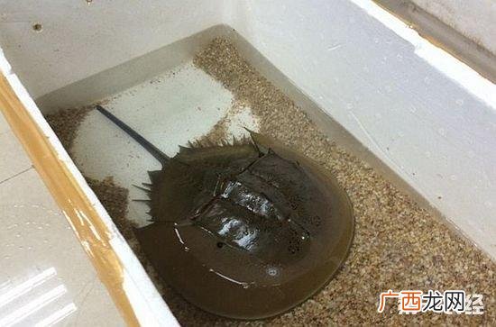 禁养区的水产养殖拆迁赔偿 厦门水产禁养