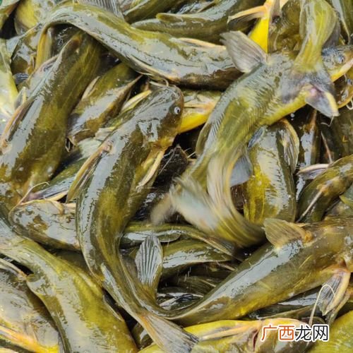 河豚是淡水鱼还是咸水鱼 淡水水产鱼