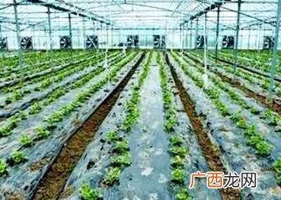 适合乡村创业项目 乡村适合做什么种植