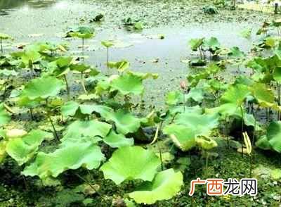 适合乡村创业项目 乡村适合做什么种植