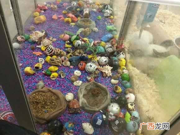 现在卖什么宠物最挣钱（看看宠物店主怎么赚钱