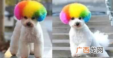 现在卖什么宠物最挣钱（看看宠物店主怎么赚钱