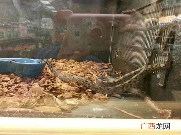 现在卖什么宠物最挣钱（看看宠物店主怎么赚钱