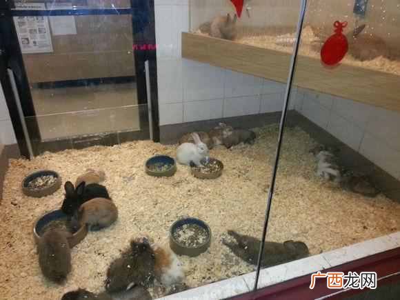 现在卖什么宠物最挣钱（看看宠物店主怎么赚钱