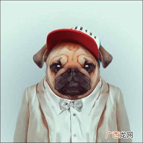 现在卖什么宠物最挣钱（看看宠物店主怎么赚钱
