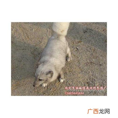 竹鼠怎么养殖技术 蓝狐个时期养殖技术
