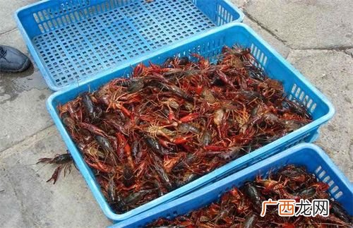 小龙虾养殖技术大全 养小龙虾技术视频