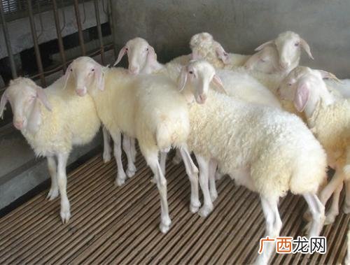 养羊怎么预防疾病 羊病防治关键技术