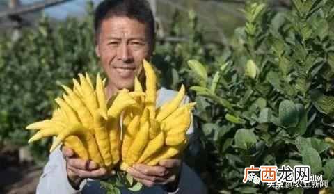 农村占地种什么树值钱 农村占地种什么合适