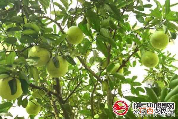 农村里什么东西好卖又赚钱（利润超高风险低的
