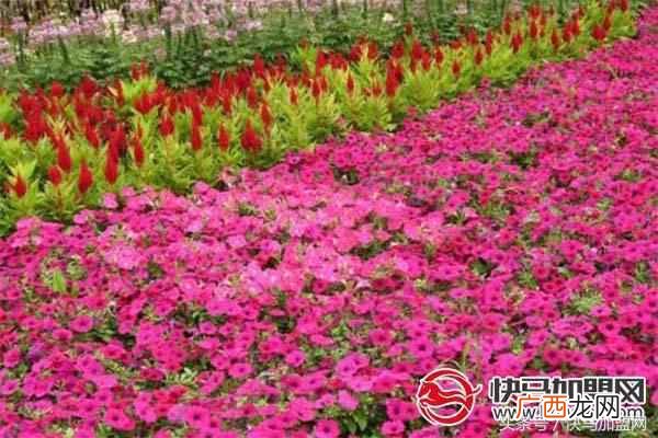 农村里什么东西好卖又赚钱（利润超高风险低的