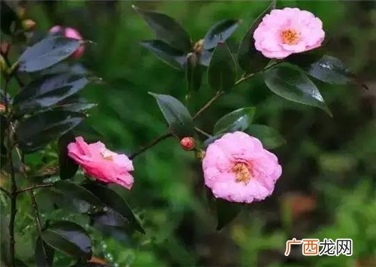 小城镇创业 成都小城镇投资