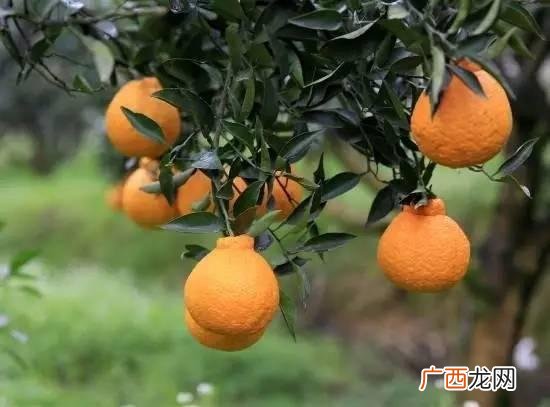 小城镇创业 成都小城镇投资
