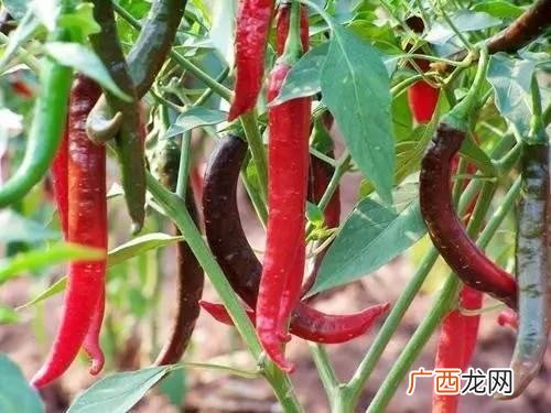 小城镇创业 成都小城镇投资