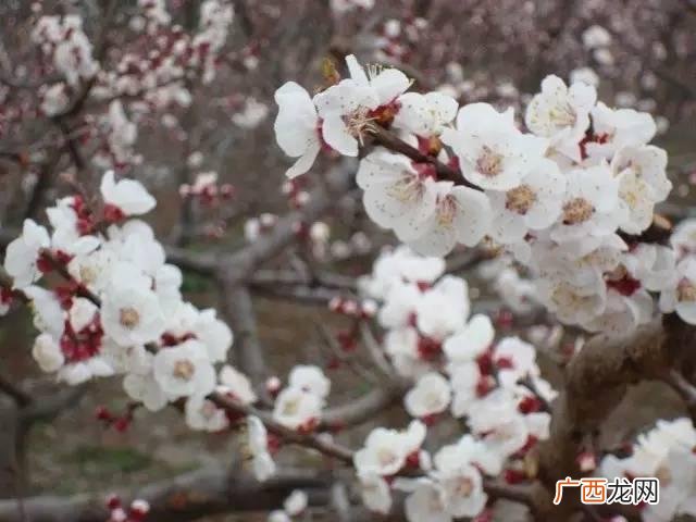小城镇创业 成都小城镇投资