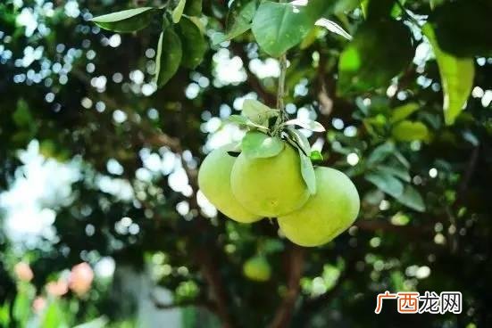 小城镇创业 成都小城镇投资