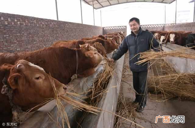 2019最赚钱的养殖业排名 现在养什么能赚钱