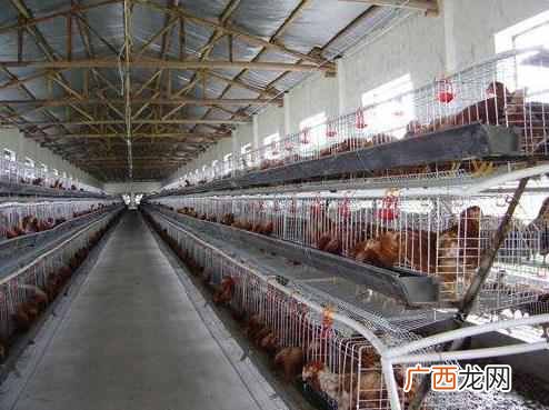 2019最赚钱的养殖业排名 现在养什么能赚钱